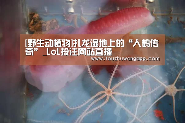 LoL投注网站直播